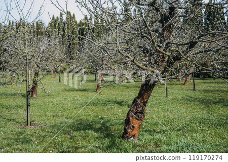 Apple Orchard with Mature Trees in Early Spring. Agricultural landscape, tree cultivation, budding branches, seasonal growth, nature, horticulture, rural setting concept 119170274
