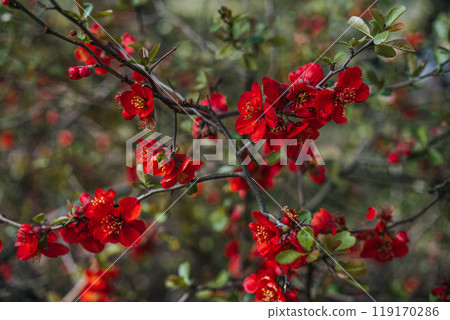 Chaenomeles Superba Shrub with Vibrant Red Flowers. Botanical photography, spring bloom, nature, flowering quince, ornamental plant, floriculture, seasonal growth concept 119170286