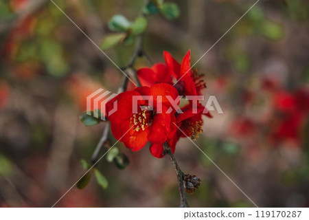 Chaenomeles Superba Shrub with Vibrant Red Flowers. Botanical photography, spring bloom, nature, flowering quince, ornamental plant, floriculture, seasonal growth concept Chaenomeles Superba Shrub with Vibrant Red Flowers. Botanical photography, spring bloom, nature, flowering quince, ornamental plant, floriculture, seasonal growth concept 119170287