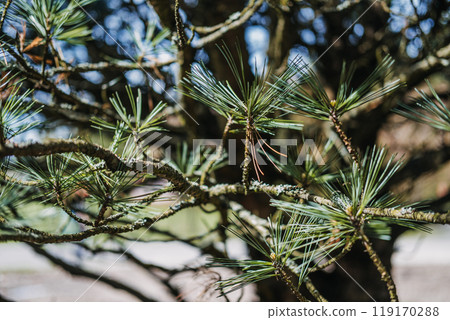 Pinus Cembra (Swiss Stone Pine) Branches with Green Needles. Evergreen tree, nature, botanical photography, alpine flora, outdoor scenery, forest plant concept 119170288