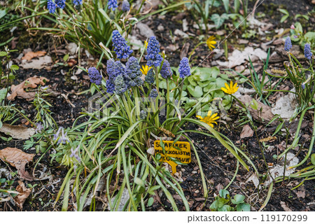 Blue Grape Hyacinth Flowers in Bloom with Botanical Label. Muscari plant, garden display, spring bloom, vibrant floriculture, educational plant identification concept 119170299