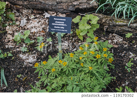 Anemone Ranunculoides Plant with Yellow Flowers and Botanical Label. Ranunculaceae family, garden display, nature, spring bloom, plant identification, educational botanical photography concept Anemone Ranunculoides Plant with Yellow Flowers and Botanical Label. Ranunculaceae family, garden display, nature, spring bloom, plant identification, educational botanical photography concept 119170302