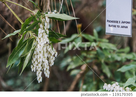 Pieris Japonica Shrub with White Bell-Shaped Flowers. Botanical photography, nature, evergreen plant, seasonal blooming, floriculture, ornamental gardening, lush foliage concept 119170305