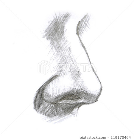 Human biology, organ anatomy illustration. Human biology, organ anatomy illustration. 119170464