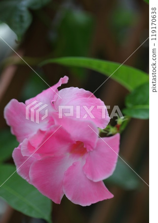 Red flowers of the Japanese ivy 119170638