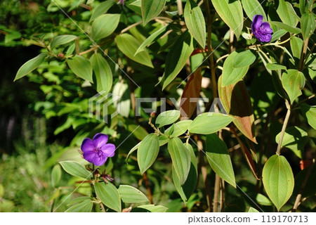 Lithospermum japonica bathed in sunlight 119170713