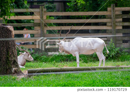 Portrait of Addax also known as the white antelope and the screw horn antelope Portrait of Addax also known as the white antelope and the screw horn antelope 119170729