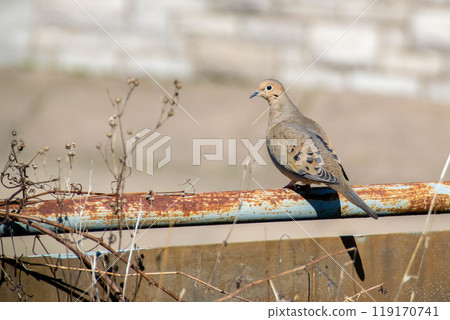 A mourning dove sitting on a branch of a tree in Ontario, Canada 119170741