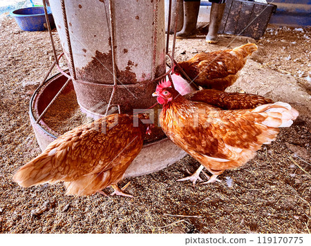 chicken eat feed and grain at the rural farm, red laying hens near the nest with eggs in the chicken coop, brown chicken or hen lay eggs are pecking to eat rice grains on the floor 119170775