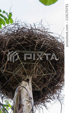 Large nest of White stork Ciconia ciconia, Ciconiidae, blue sky background 119170791