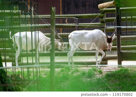 Portrait of Addax also known as the white antelope and the screw horn antelope 119170802