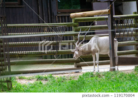 Portrait of Addax also known as the white antelope and the screw horn antelope Portrait of Addax also known as the white antelope and the screw horn antelope 119170804