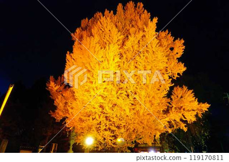 熊野大社大銀杏秋葉黃葉點亮南陽市 119170811