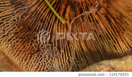 cap of mushroom from the back side lying 119170855