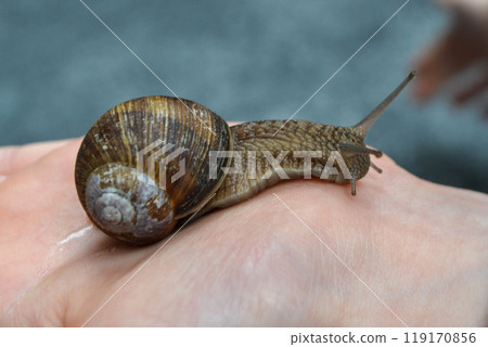 Helix pomatia, large Roman snail on the hand of a human, Oberelsbach, Germany Helix pomatia, large Roman snail on the hand of a human, Oberelsbach, Germany 119170856