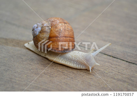 Roman Snail - Helix pomatia, common snail from European gardens and meadows, Czech Republic. 119170857