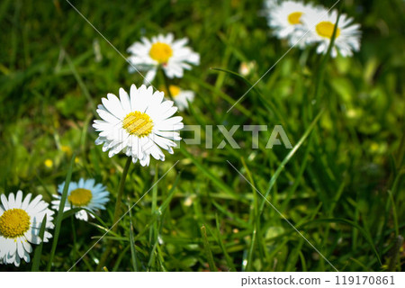 Chamomile flower among green grass and leaves 119170861