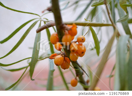 Sea Buckthorn berries on a branch 119170869