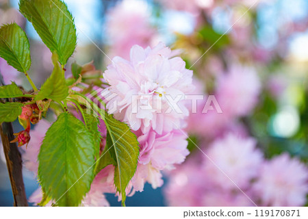 Sakura blossom. Pink japanese cherry bloom flowers on blurred spring background Sakura blossom. Pink japanese cherry bloom flowers on blurred spring background 119170871