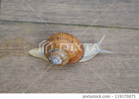 Roman Snail - Helix pomatia, common snail from European gardens and meadows, Czech Republic. Roman Snail - Helix pomatia, common snail from European gardens and meadows, Czech Republic. 119170875