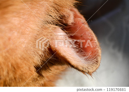 red cat with a wounded ear after a fight with another cat 119170881