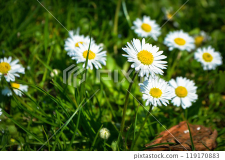 Chamomile flower among green grass and leaves Chamomile flower among green grass and leaves 119170883
