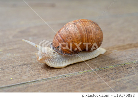 Roman Snail - Helix pomatia, common snail from European gardens and meadows, Czech Republic. Roman Snail - Helix pomatia, common snail from European gardens and meadows, Czech Republic. 119170888