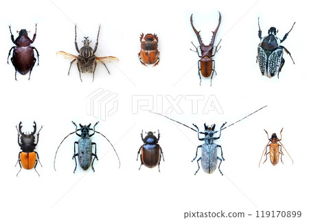 Fulgora laternaria spread is common in Central and South America, Mexico. Fulgora laternaria spread is common in Central and South America, Mexico. 119170899