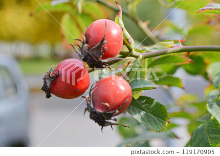 Rosehips, rosa canina, dog-rose with ripened fresh red fruits against blue sky Rosehips, rosa canina, dog-rose with ripened fresh red fruits against blue sky 119170905