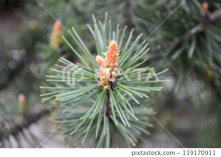 A twig of pine and a young pine cone. A twig of pine and a young pine cone. 119170911