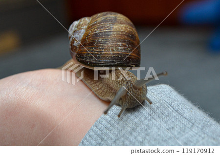 Helix pomatia, large Roman snail on the hand of a human, Oberelsbach, Germany 119170912