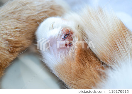 Cat's feet are wounds Cat's feet are wounds 119170915