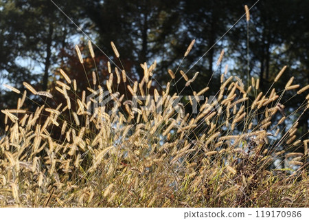 Green foxtail shining in the autumn sunlight Green foxtail shining in the autumn sunlight 119170986