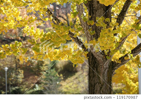 Ginkgo trees in the park starting to change color Ginkgo trees in the park starting to change color 119170987