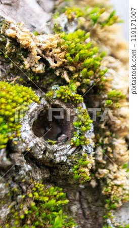 A tree trunk with moss on it and a sky background 119171007