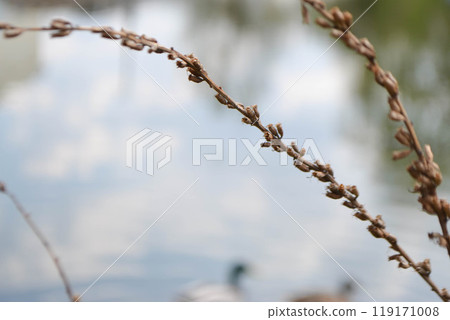 Dry wild grass spikelets. Abstract natural background in pastel colors 119171008