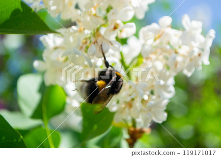 Close-up of garden bumblebee collecting nectar from blooming white cherry Close-up of garden bumblebee collecting nectar from blooming white cherry 119171017