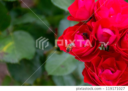 Macro photo for bee on a red rose flower. Honey bee on red rose, bee collects pollen, close up. 119171027
