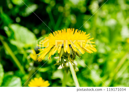 fallen petals of cherry blossom and a vivid dandelion fallen petals of cherry blossom and a vivid dandelion 119171034