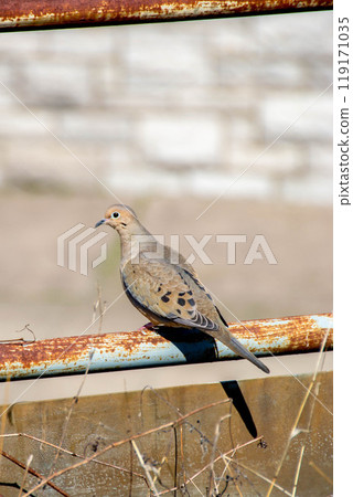 A mourning dove sitting on a branch of a tree in Ontario, Canada 119171035