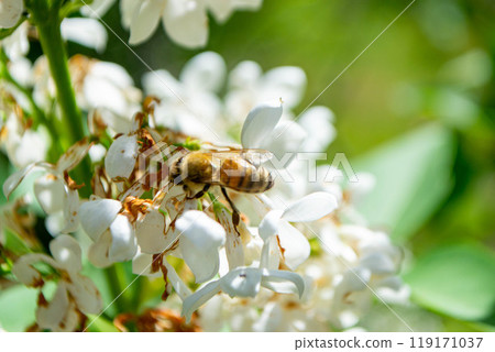Close-up of garden bumblebee collecting nectar from blooming white cherry 119171037
