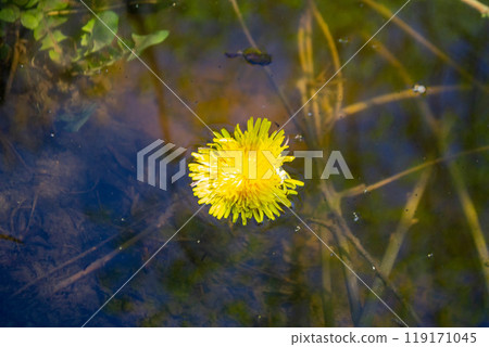 fallen petals of cherry blossom and a vivid dandelion fallen petals of cherry blossom and a vivid dandelion 119171045
