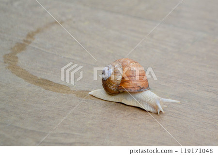 Roman Snail - Helix pomatia, common snail from European gardens and meadows, Czech Republic. 119171048