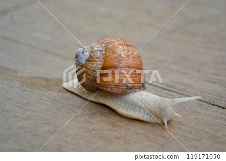 Roman Snail - Helix pomatia, common snail from European gardens and meadows, Czech Republic. 119171050
