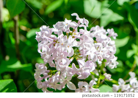 Close Up Beautiful Light Purple Flower In Spring 119171052