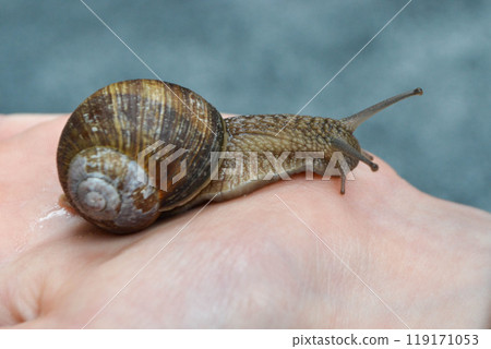 Helix pomatia, large Roman snail on the hand of a human, Oberelsbach, Germany 119171053
