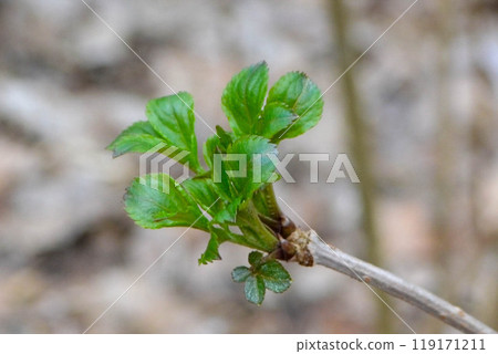 Closeup of a gooseberry bush branch with flowers Closeup of a gooseberry bush branch with flowers 119171211
