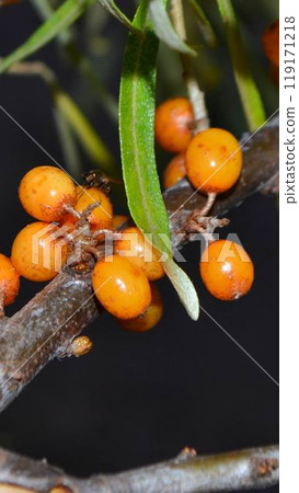 Sea Buckthorn berries on a branch 119171218