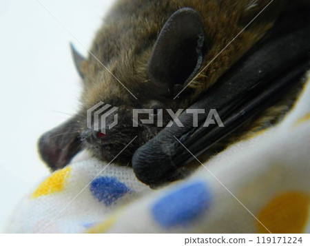 Daubenton's bat Myotis daubentonii Daubenton's bat Myotis daubentonii 119171224
