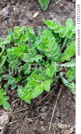 A plant with green leaves and the word green on it 119171228